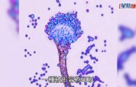 打風?｜天文台:低壓槽上或有低壓區發展 電腦模型盤古料9.19熱帶氣旋直吹香港
