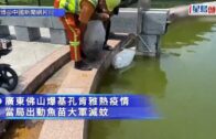 基孔肯雅熱｜佛山五區確診破4000宗 近5000條「滅蚊魚苗」大軍出動