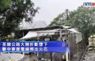 颱風塔巴︱荃錦公路墮樹丫擊中寮屋電線傳爆炸聲 幸無人受傷