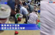 颱風樺加沙︱多地沿岸活海鮮鋪滿一地 生蠔扇貝隨手撿 專家特別提醒