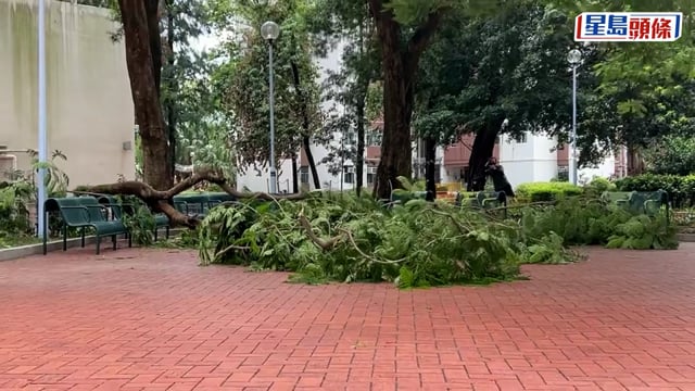 九龍灣啟業邨塌樹 印傭公園乘涼被擊中一度昏迷