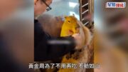 國慶黃金周︱遊客投餵過量 羊駝吃撐倒地反白眼