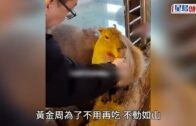 星島申訴王｜呎價兩萬火炭豪宅 水喉濾芯滿黑點 住戶揭真相:黑色雜質多到滿瀉