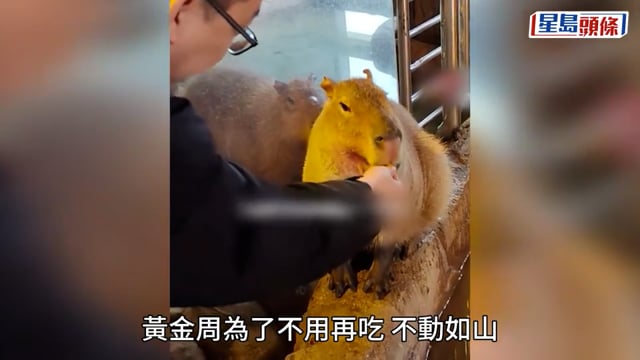 國慶黃金周︱遊客投餵過量 羊駝吃撐倒地反白眼