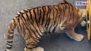網傳觀光車壓碎老虎下巴 涉事動物園這樣回應｜有片