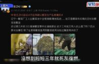 備戰全運會系列︱七欖港隊體現共融 甘子奇、丹馬克感謝政府與體院為年輕運動員提供平台與機會 何誕華矢言將經驗帶回香港 備戰全運會系列︱七欖港隊體現共融 甘子奇、丹馬克感謝政府與體院為年輕運動員提供平台與機會 何誕華矢言將經驗帶回香港