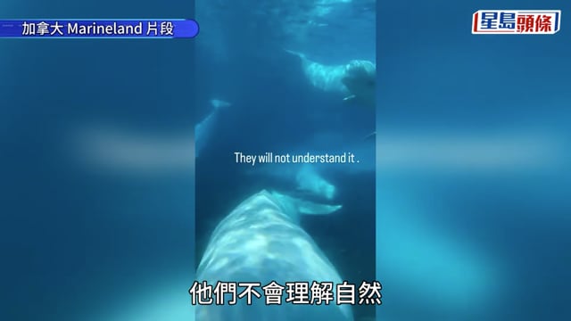 加國「海洋樂園」財困與政府角力 警告或安樂死30條白鯨 震驚動保界