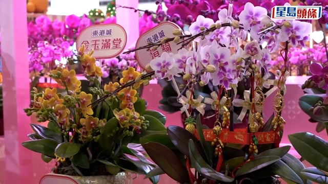 東港城室內花市開鑼 設全港首個8色蘭花彩虹裝置 業界料銷情增兩成