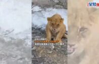 獅子王現實版｜山西高速路上驚現非洲獅幼崽 動物園運輸途中「越獄」