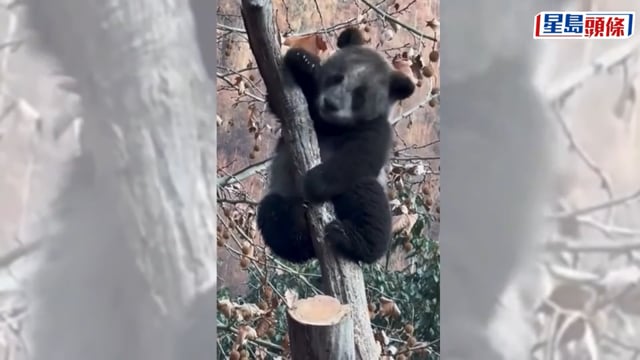 基因突變?四川臥龍驚現「黑熊貓」 真相竟與落雪有關｜有片