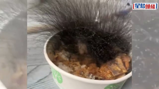 合肥男吃剩牛肉飯留辦公室 過完年回來長出「頭髮」｜有片