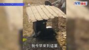 上水「怪獸倉」3狗疑受虐 65歲倉主被捕