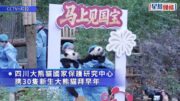 30隻新生大熊貓四川亮相 向民眾拜早年｜多圖