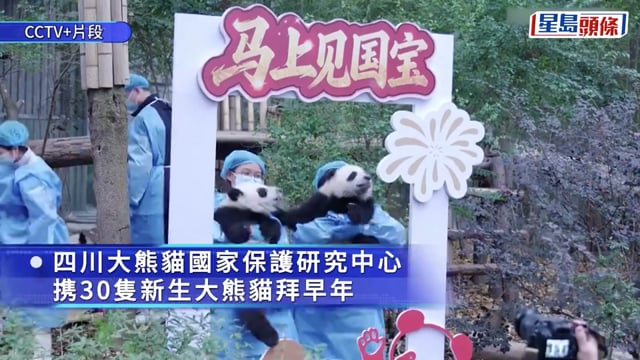 30隻新生大熊貓四川亮相 向民眾拜早年｜多圖