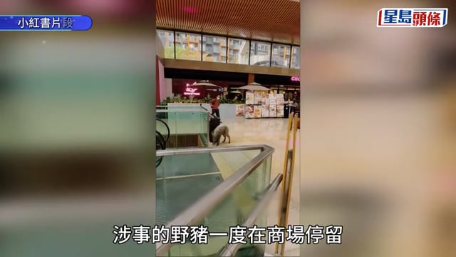 野豬大鬧烏溪沙 橫衝直撞傷及5人包括漁護署職員 女槍手開麻醉槍捕獲