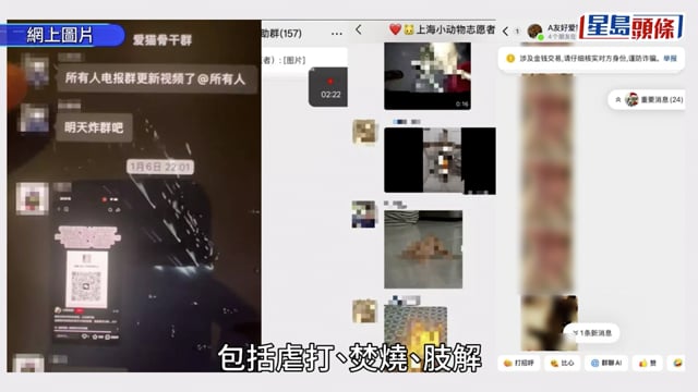 涉網上發佈虐貓片14歲中學男生 獲保釋候查