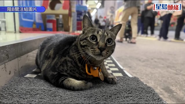 旺角藥房貓店長「阻B」回歸 樓上賓館被尋獲 警帶走一名女子調查
