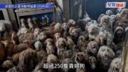 英國民居驚現逾250隻貴婦狗 震撼場面被質疑AI製圖 動協:真實慘劇