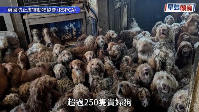 英國民居驚現逾250隻貴婦狗 震撼場面被質疑AI製圖 動協:真實慘劇