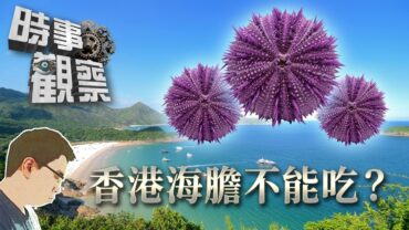 時事觀察—國凱：香港海灘海膽為什麼不能吃？