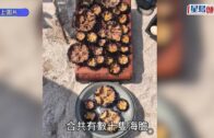 星島申訴王︱何文田麵包店推$30任夾吸客 實測廿秒夾近$90麵包回本攻略