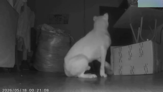 柳州5.2級地震︱夫妻證遇難失蹤91歲翁獲救 靈犬震前40秒狂吠救全家︱有片