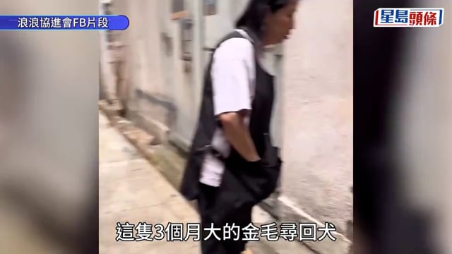旺角女伴侶棄狗｜愛協指金毛狗B已安樂死 患末期狗瘟極痛苦 無法飲水持續抽搐