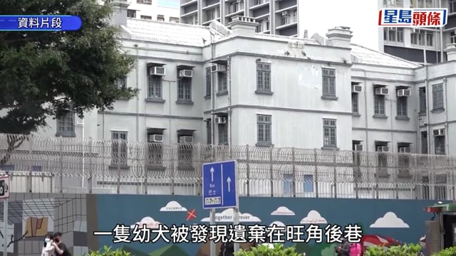狗B遭遺棄旺角後巷垃圾桶 眼流分泌物手腳抽搐 全身沾有潲水辣椒油