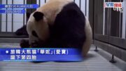 旅韓大熊貓「華妮」誕下第四胎 171克雌性幼崽叫聲洪亮