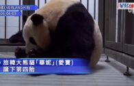 旅韓大熊貓「華妮」誕下第四胎 171克雌性幼崽叫聲洪亮