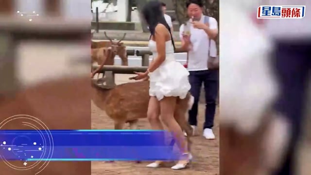 無品遊客｜短裙女硬騎奈良鹿打卡 義工揭該鹿曾遇車禍骨折轟「虐待」