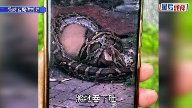 西貢井欄樹村飽受「狂蟒之災」 大批貓羊被巨蟒吞食
