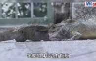 慈雲山兩蜥蜴「比武」嚇煞途人 愛協擒獲