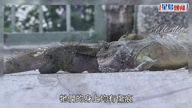 慈雲山兩蜥蜴「比武」嚇煞途人 愛協擒獲