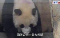 海洋公園「大熊貓生日大派對」登場 六隻壽星齊慶祝 家姐細佬迎兩歲生日