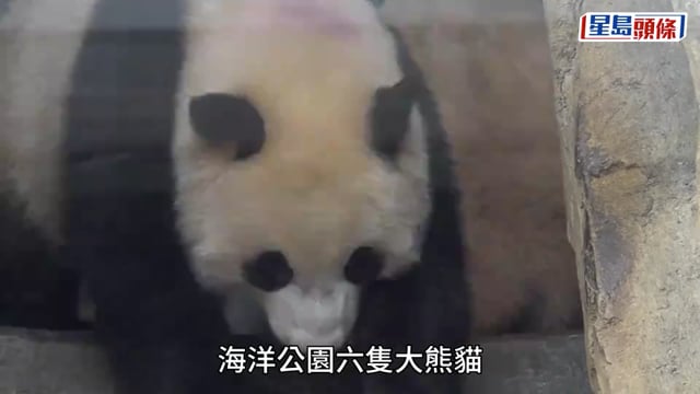 海洋公園「大熊貓生日大派對」登場 六隻壽星齊慶祝 家姐細佬迎兩歲生日