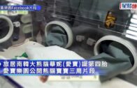 愛寶樂園｜3周大熊貓寶寶萌照曝光 「黑眼圈」初現
