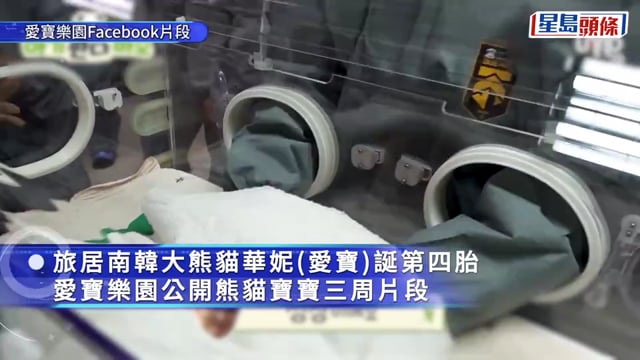 愛寶樂園｜3周大熊貓寶寶萌照曝光 「黑眼圈」初現