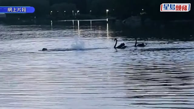 人鵝MMA｜內蒙男湖中游水練「三項鐵人」 黑天鵝護「地盤」激戰｜有片