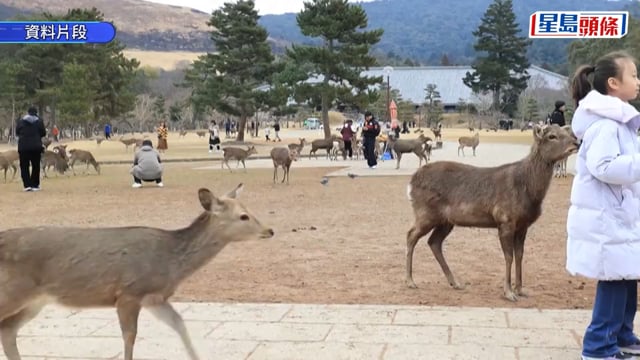 奈良鹿一年增222頭創新高 愛護會籲勿亂餵食防營養過剩