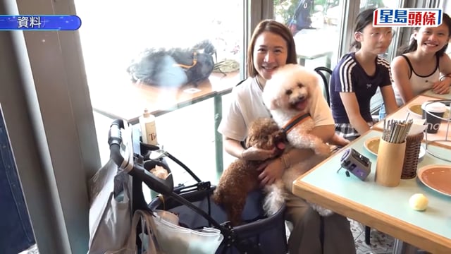 狗隻入食肆︱食環署：約十多間食肆退出申請 收到意見涉及狗帶、狗隻「唔覺意碰到枱面」等