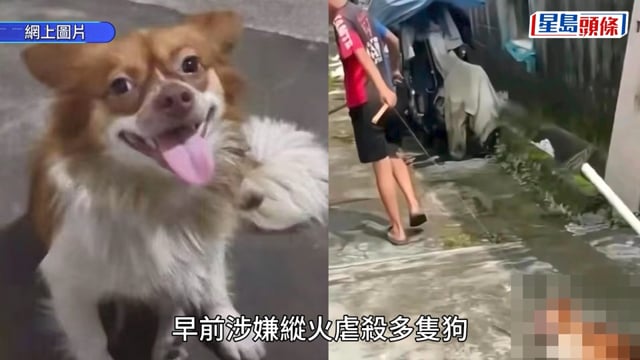 揭陽虐狗案｜旺角現巨幅廣告籲關注 愛協向港警舉報影片 避免模仿犯罪