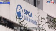 揭陽虐狗｜愛協舉報影片惹質疑 宣布取消周六賣旗日 就溝通不足致歉