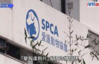 揭陽虐狗｜愛協舉報影片惹質疑 宣布取消周六賣旗日 就溝通不足致歉