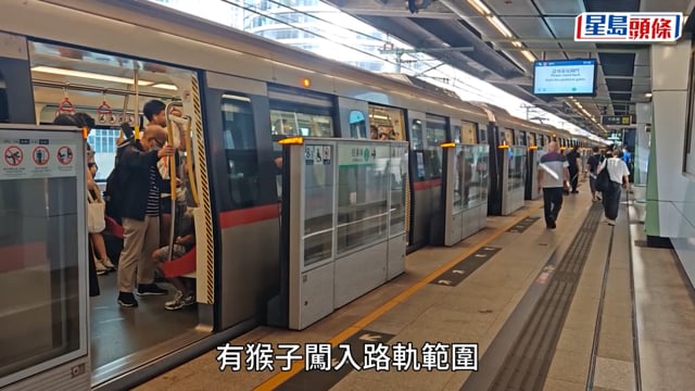 九龍灣站附近猴子闖路軌 觀塘綫列車一度慢駛 港鐵：服務逐步回復正常