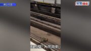 兩日兩宗｜港鐵荃灣站有馬騮闖路軌 荃灣綫列車服務一度受阻 現逐步回復正常