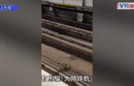 兩日兩宗｜港鐵荃灣站有馬騮闖路軌 荃灣綫列車服務一度受阻 現逐步回復正常