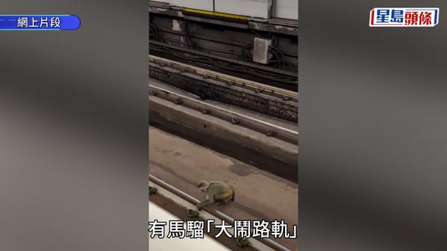 兩日兩宗｜港鐵荃灣站有馬騮闖路軌 荃灣綫列車服務一度受阻 現逐步回復正常