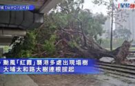 颱風紅霞｜大埔同茂坊塌樹壓多車 太和路大樹連根拔起