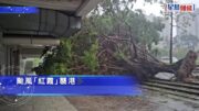 颱風紅霞｜大埔同茂坊塌樹壓多車 太和路大樹連根拔起